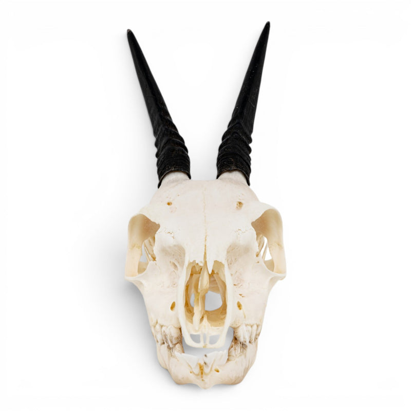 Real Gray Duiker Skull