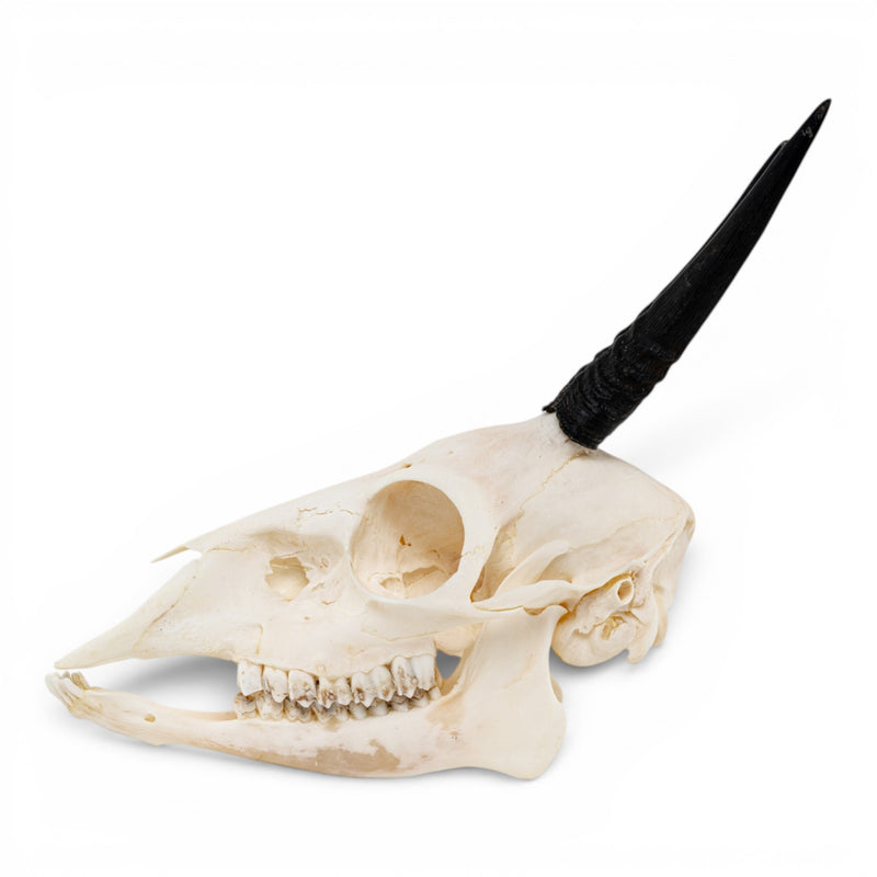 Real Gray Duiker Skull