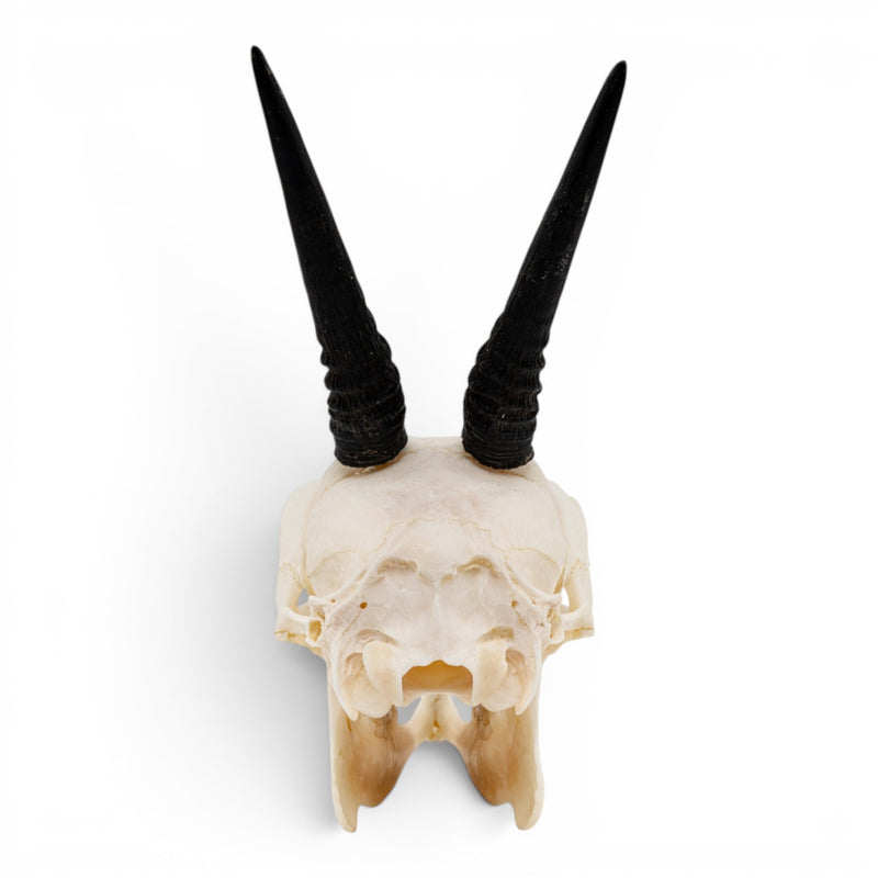 Real Gray Duiker Skull
