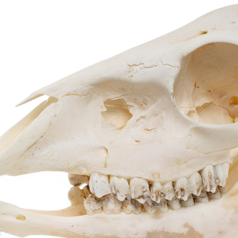 Real Gray Duiker Skull