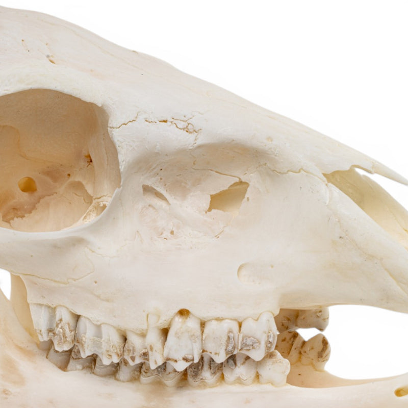 Real Gray Duiker Skull