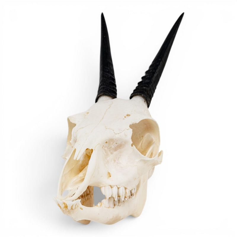 Real Gray Duiker Skull