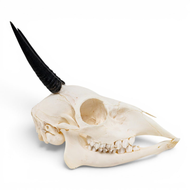 Real Gray Duiker Skull