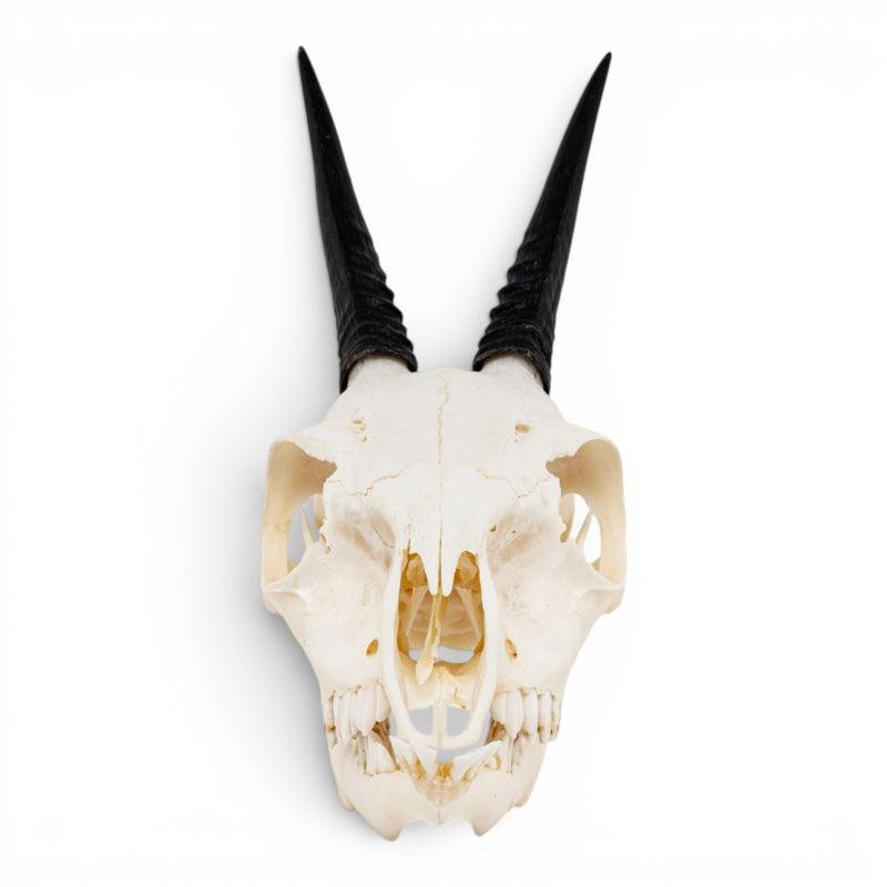 Real Gray Duiker Skull