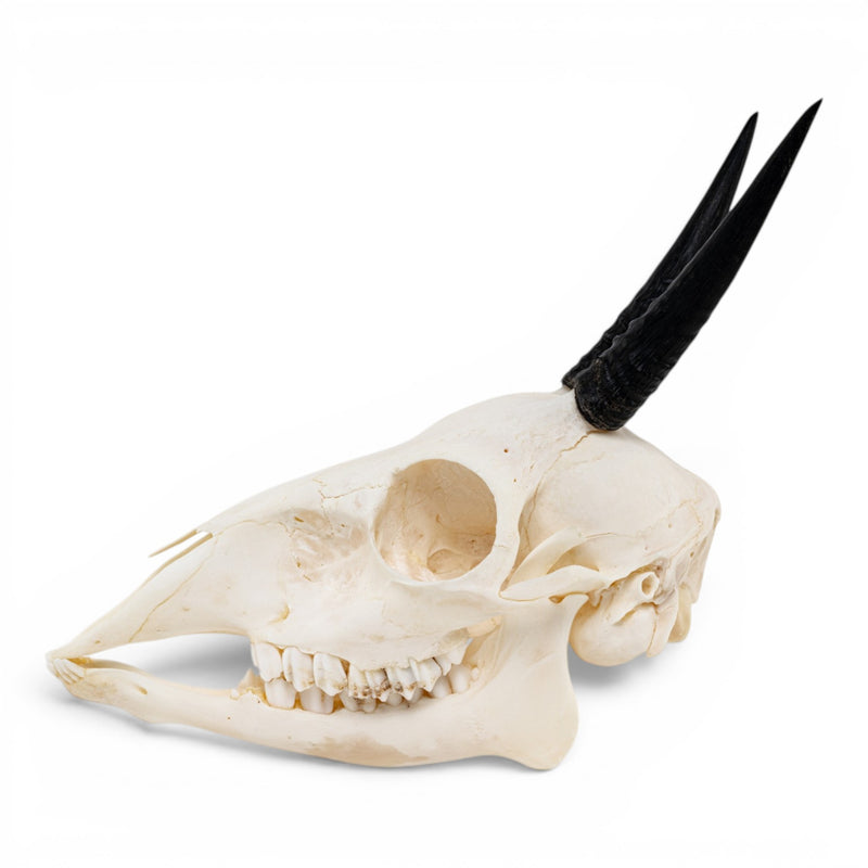 Real Gray Duiker Skull
