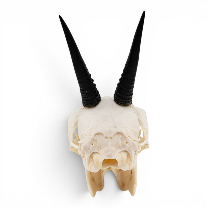 Real Gray Duiker Skull