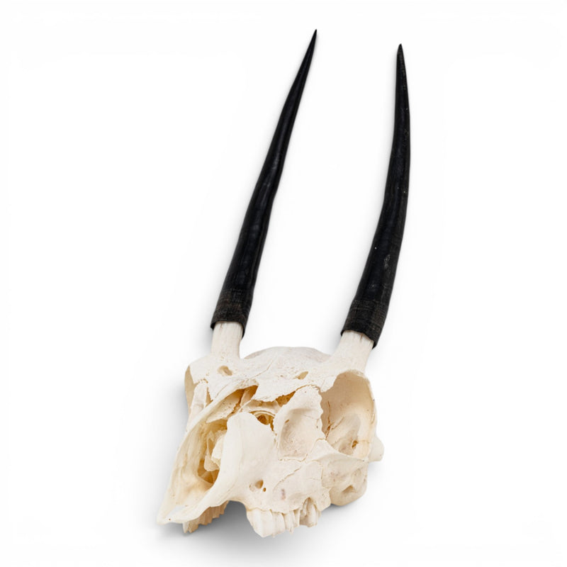 Real Steenbok Skull