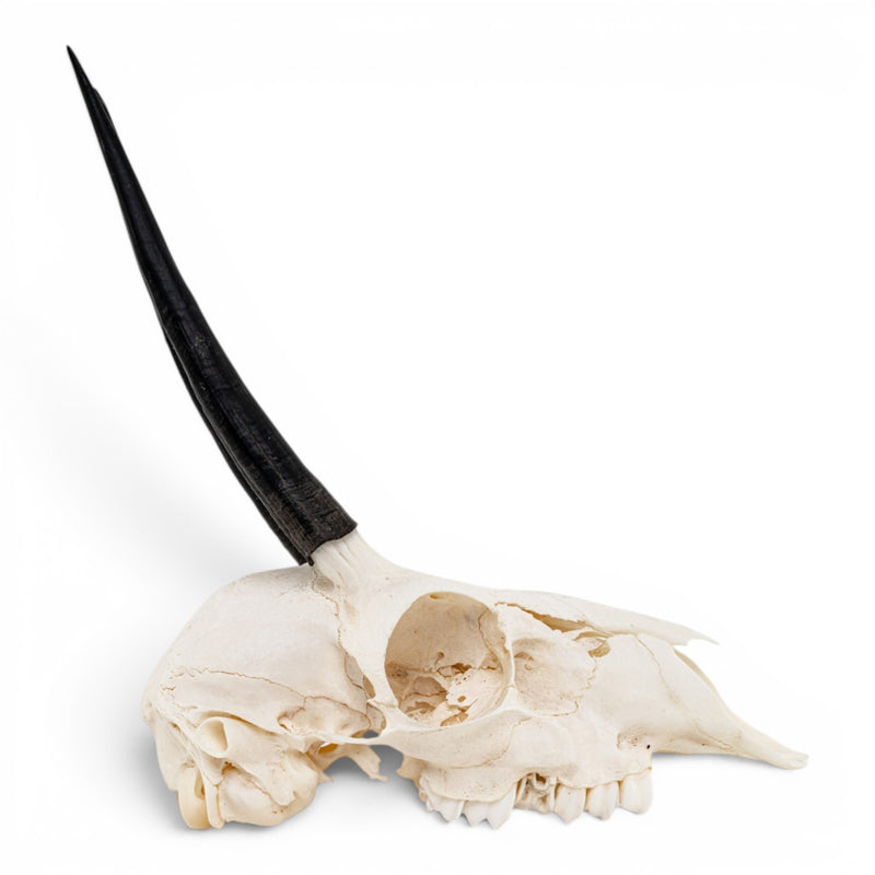 Real Steenbok Skull
