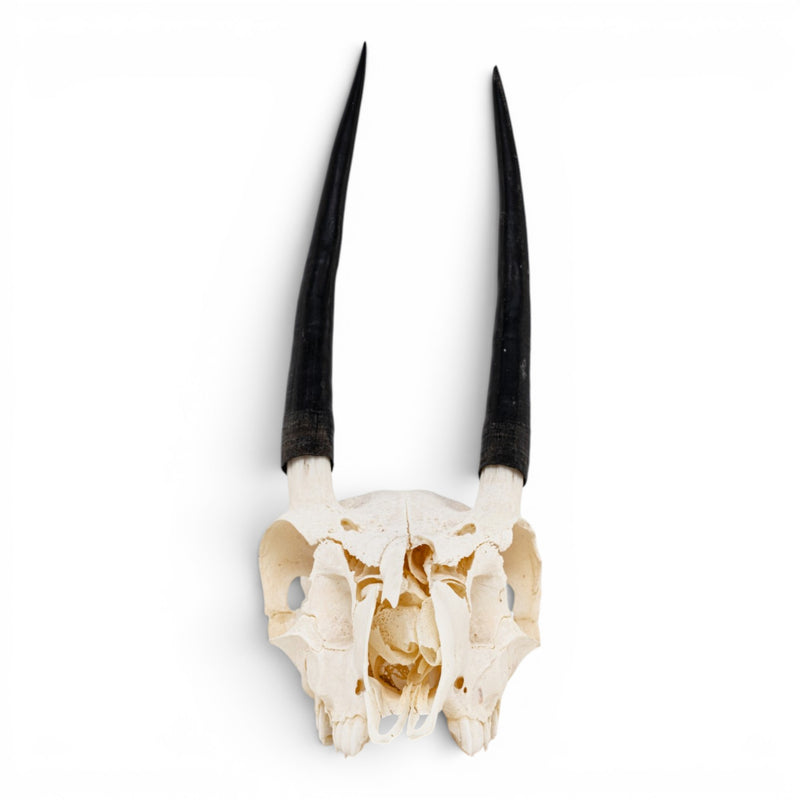 Real Steenbok Skull