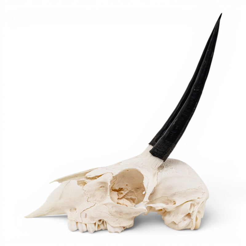 Real Steenbok Skull