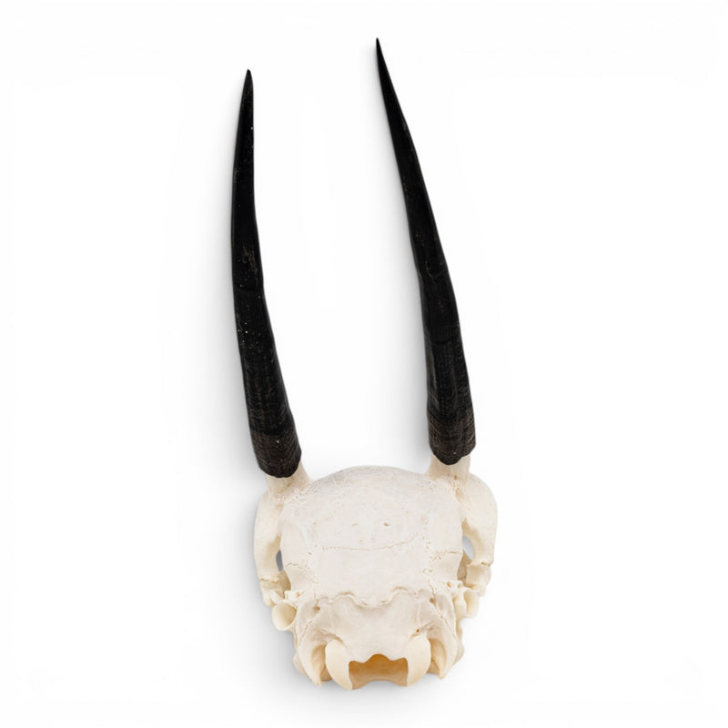 Real Steenbok Skull