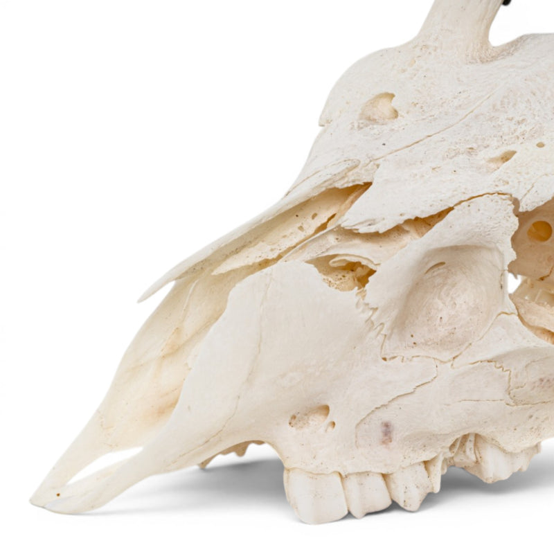 Real Steenbok Skull