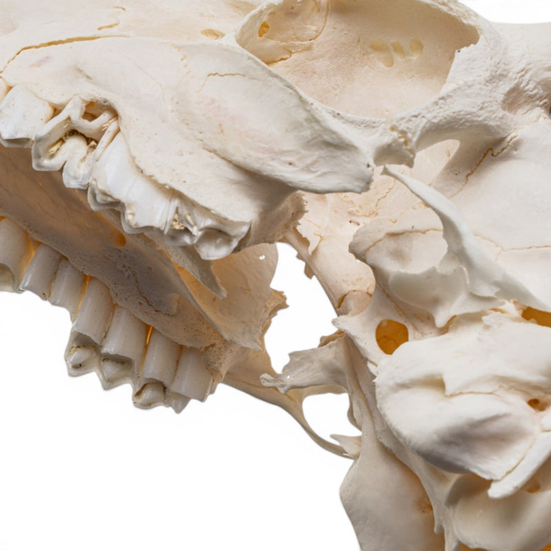 Real Steenbok Skull