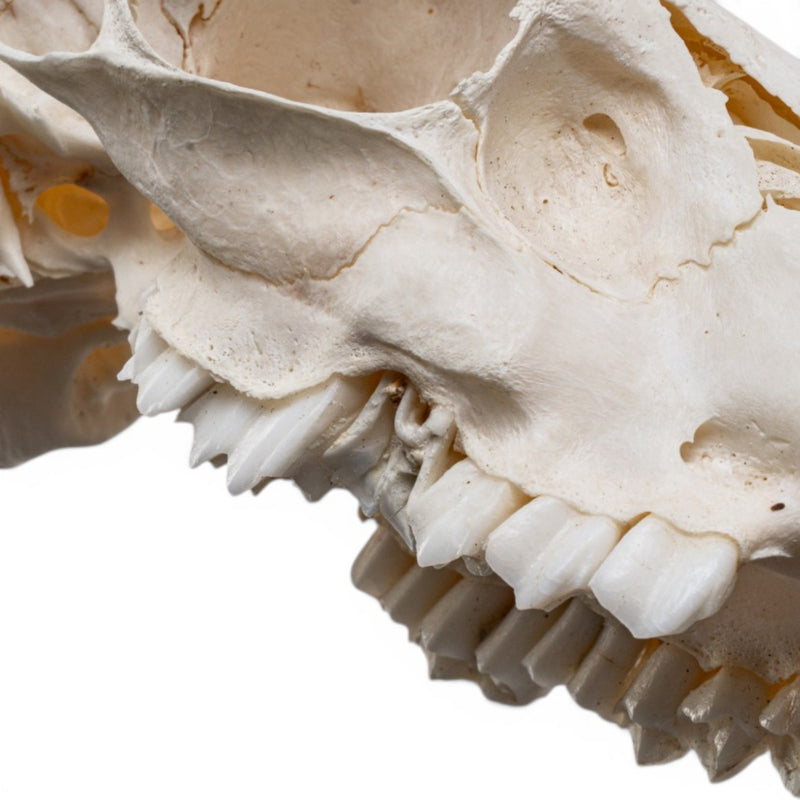Real Steenbok Skull