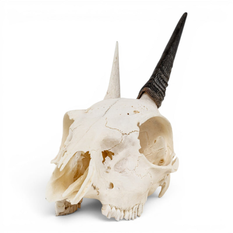 Real Gray Duiker Skull - Impaired