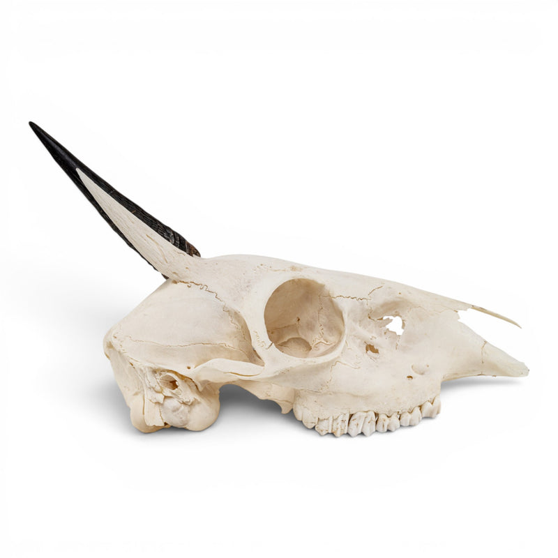 Real Gray Duiker Skull - Impaired