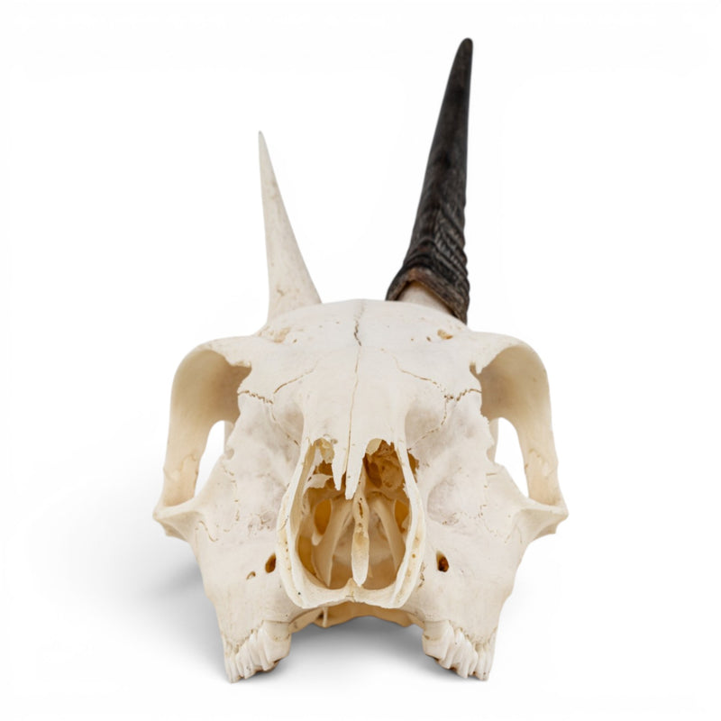 Real Gray Duiker Skull - Impaired