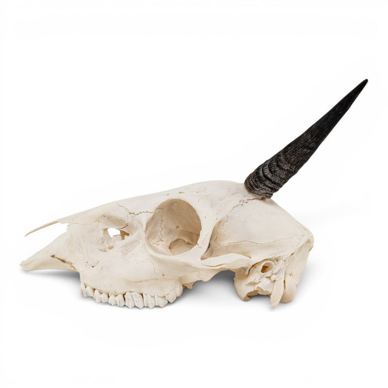 Real Gray Duiker Skull - Impaired
