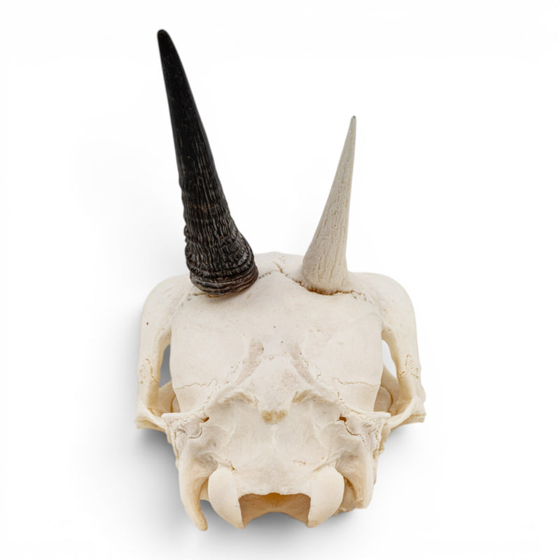 Real Gray Duiker Skull - Impaired
