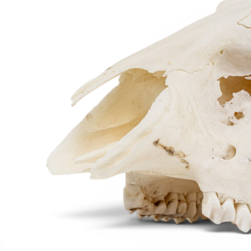 Real Gray Duiker Skull - Impaired
