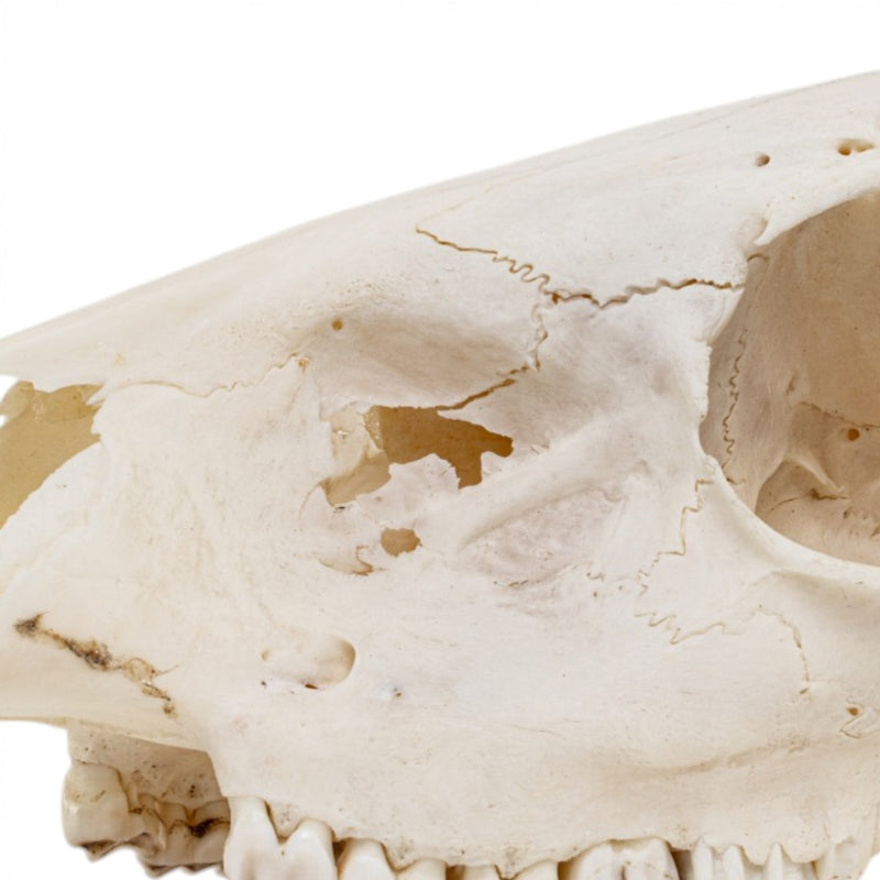 Real Gray Duiker Skull - Impaired