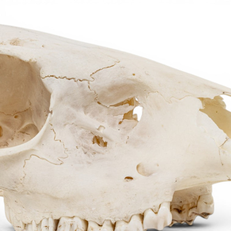 Real Gray Duiker Skull - Impaired