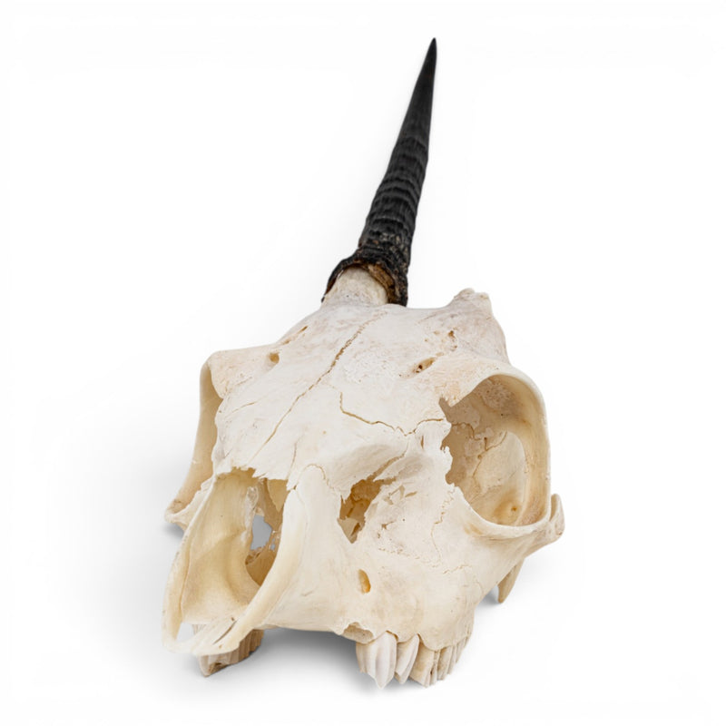 Real Gray Duiker Skull - Impaired