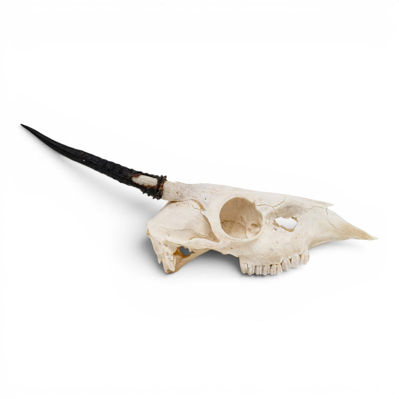 Real Gray Duiker Skull - Impaired