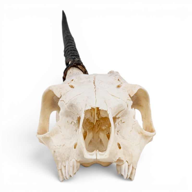 Real Gray Duiker Skull - Impaired