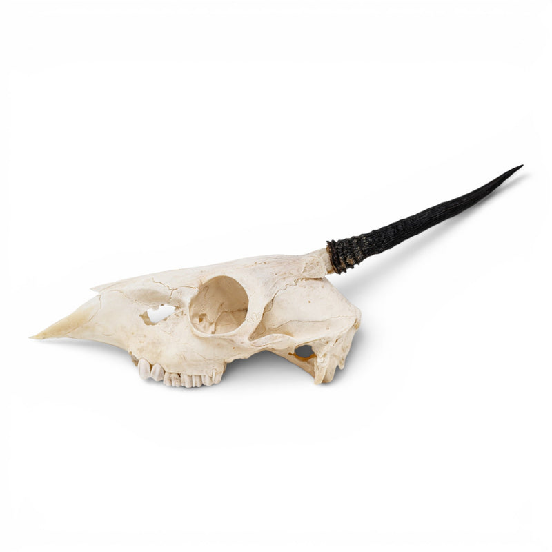 Real Gray Duiker Skull - Impaired