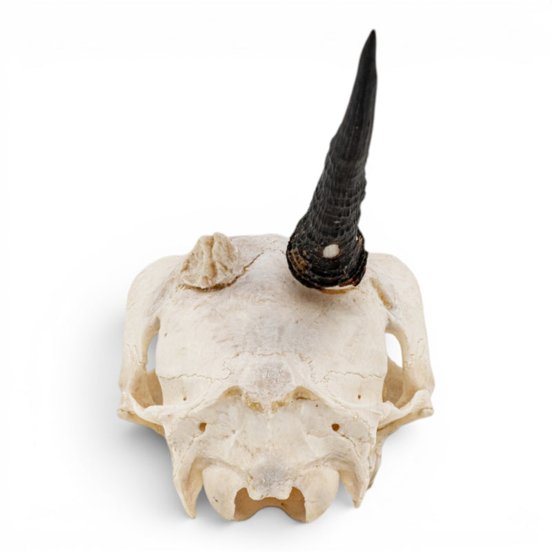 Real Gray Duiker Skull - Impaired