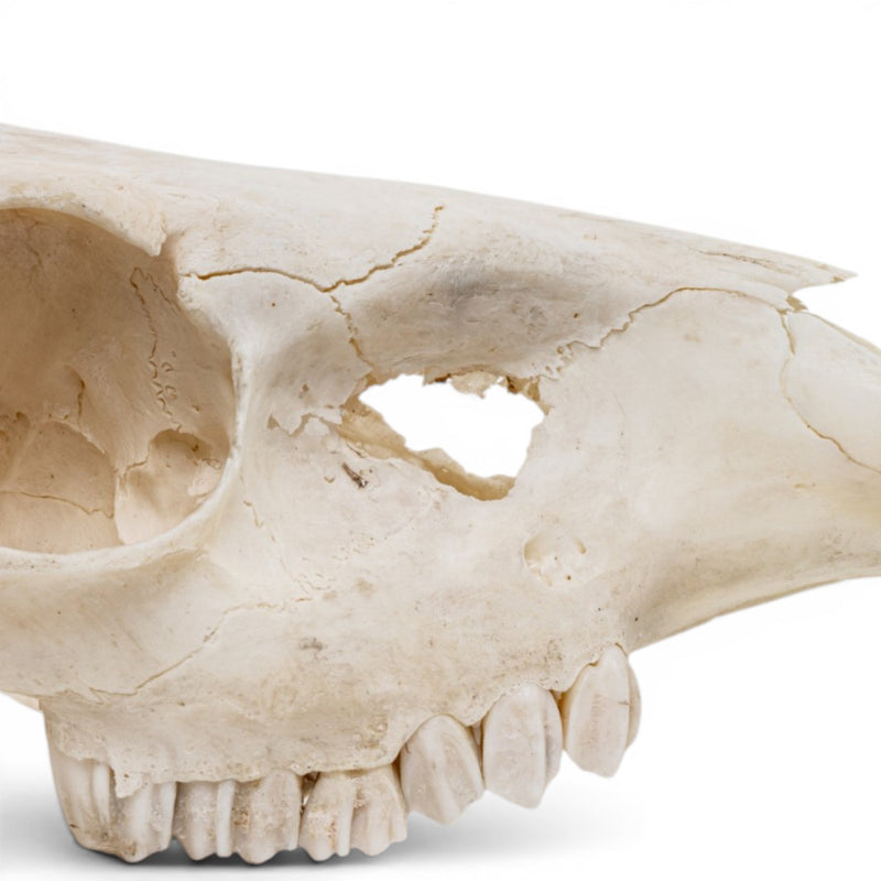 Real Gray Duiker Skull - Impaired