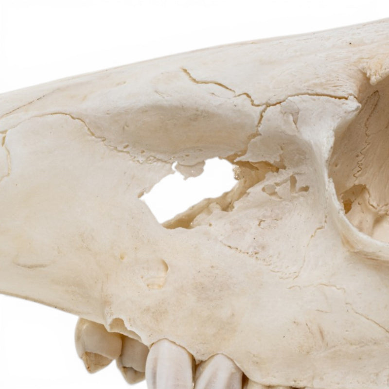 Real Gray Duiker Skull - Impaired