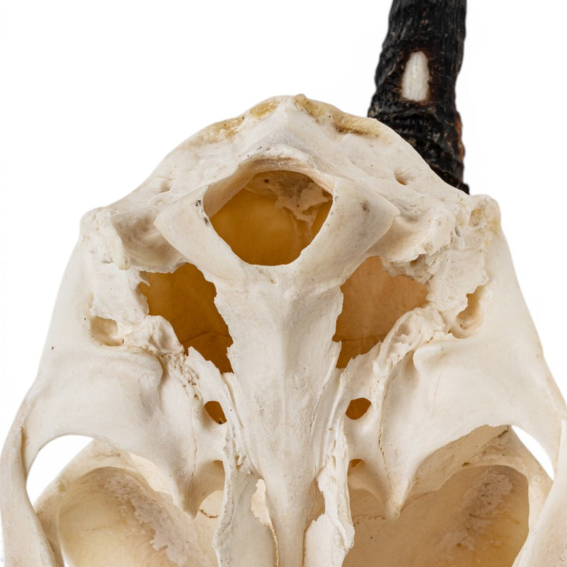 Real Gray Duiker Skull - Impaired