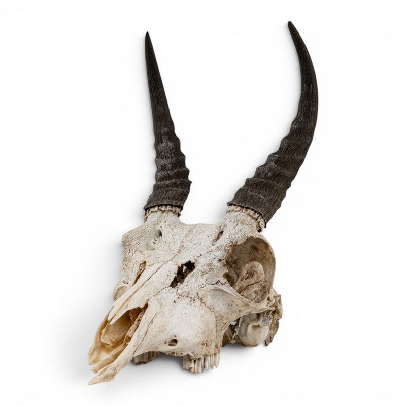 Real Mountain Reedbuck Skull
