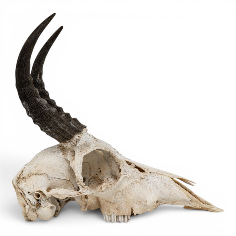 Real Mountain Reedbuck Skull