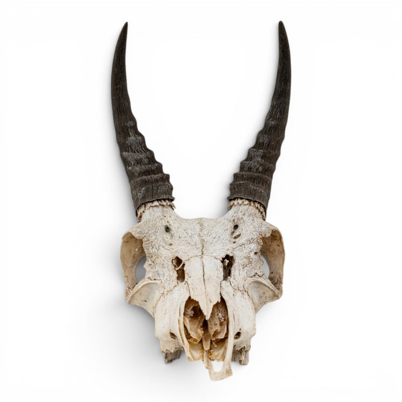 Real Mountain Reedbuck Skull