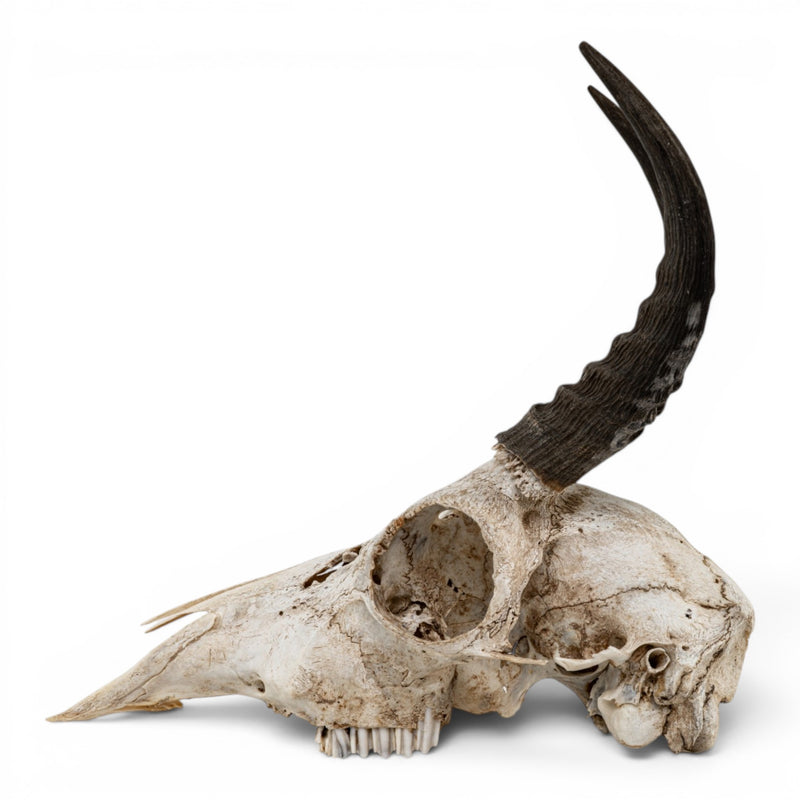 Real Mountain Reedbuck Skull