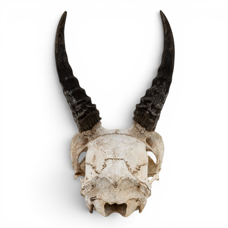 Real Mountain Reedbuck Skull