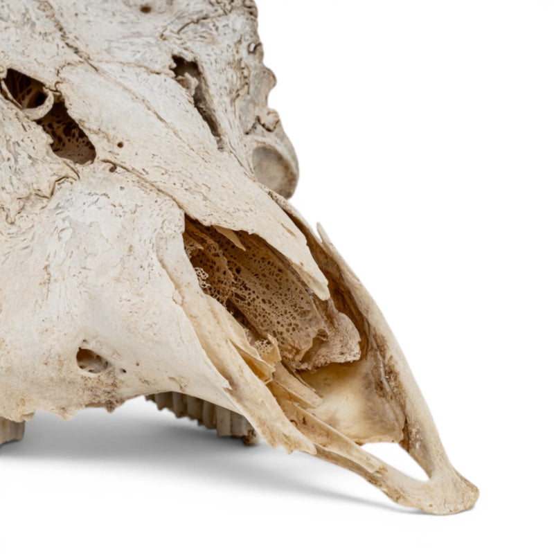 Real Mountain Reedbuck Skull