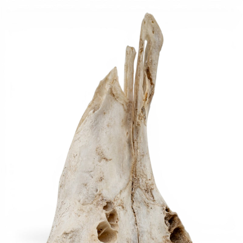 Real Mountain Reedbuck Skull