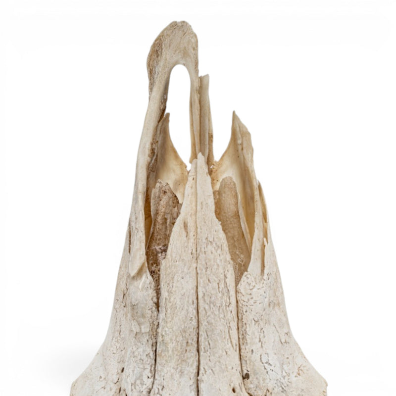 Real Mountain Reedbuck Skull