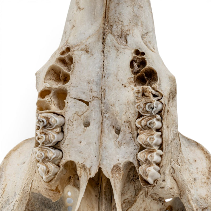Real Mountain Reedbuck Skull