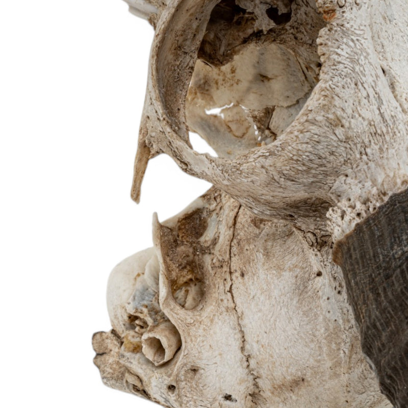 Real Mountain Reedbuck Skull