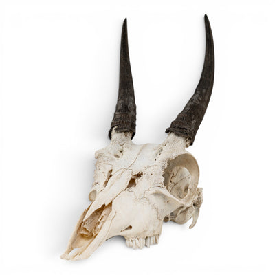 Real Mountain Reedbuck Skull