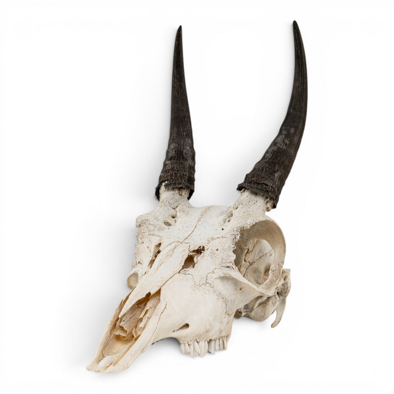 Real Mountain Reedbuck Skull