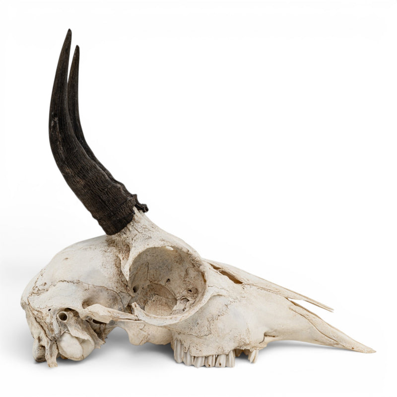 Real Mountain Reedbuck Skull