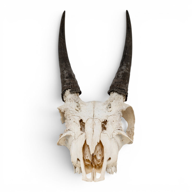 Real Mountain Reedbuck Skull
