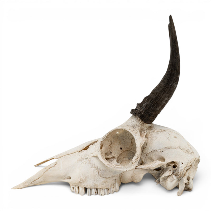 Real Mountain Reedbuck Skull