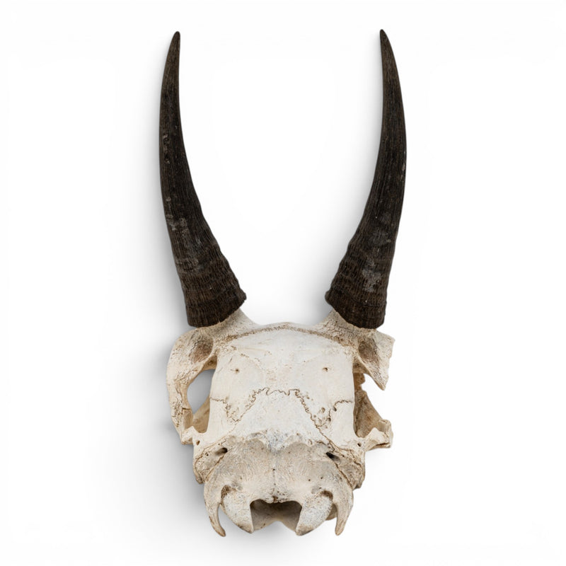 Real Mountain Reedbuck Skull
